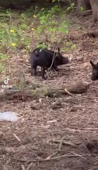 The piggle wiggle.