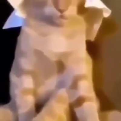 Gato &aacute;rabe
