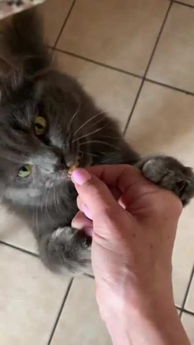 It is my duty to share how Momo takes her treats