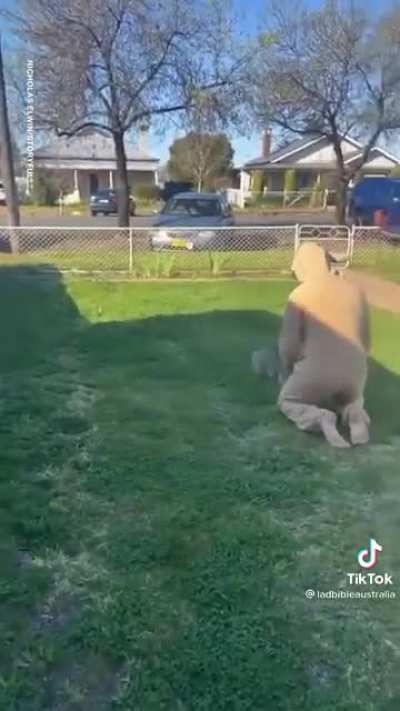 Baby kangaroo hops into a new pouch