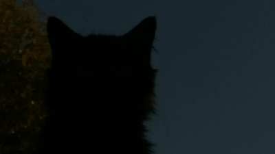 A Kraina Grzybow tribute with a picture of my lost cat (Zmartwienia)