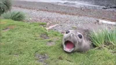 Daily "SeaDoggo" post #1