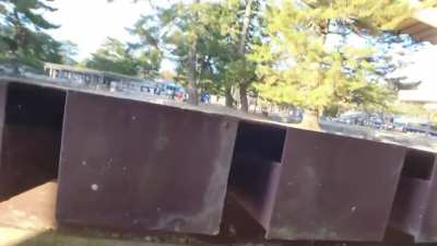 Sneak peaking a deer