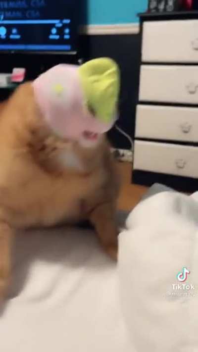 Masked cat