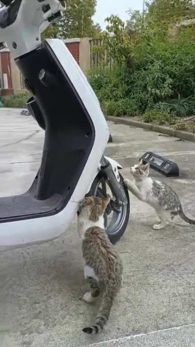 Fuck this scooter in particular..