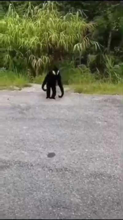 The sneaky assassin