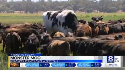 Absolute unit of a cow, over 6 feet tall