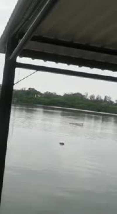Los hechos se dieron en la Laguna del Carpintero hoy. No se comprende como una persona se quit&oacute; la ropa y se avento al agua._ Comentan testigos que se desvisti&oacute; y se fue a meter enfrente del cocodrilo, c&oacute;mo que quer&iacute;a suicidarse o algo.