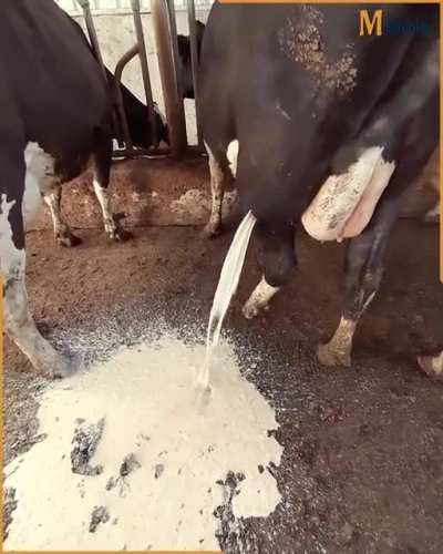 The vet helped a cow get relief after draining huge abscess.