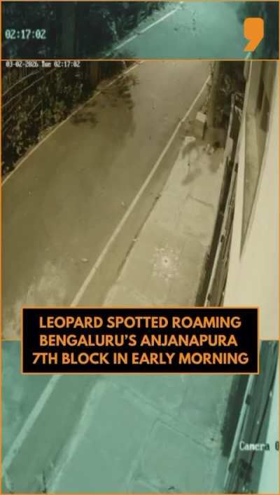 Leopard spotted in JP Nagar 9th phase Anjanapura (not AI)