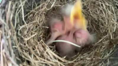 Caught this video of some freshly hatched Robins outside my front door and couldn&rsquo;t resist..