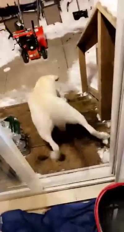 &ldquo;Wanna go out&rdquo;... (he was fine)