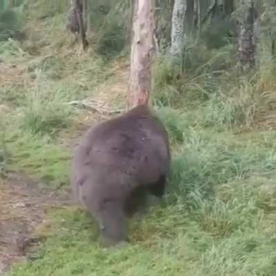 This Bear looks like he's ready for two hibernations.