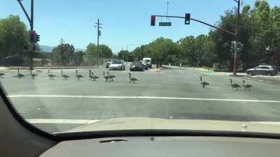 What a wonderful sight! Note that we had green lights, everyone was busy filming this with lots of smiles, no one honked or was impatient. I can&rsquo;t imagine where they&rsquo;d been or why they weren&rsquo;t flying...It was completely adorable.