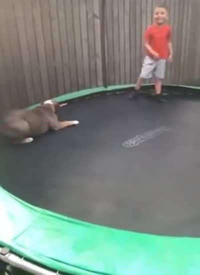 Doggo loving the trampoline 🤣🤣