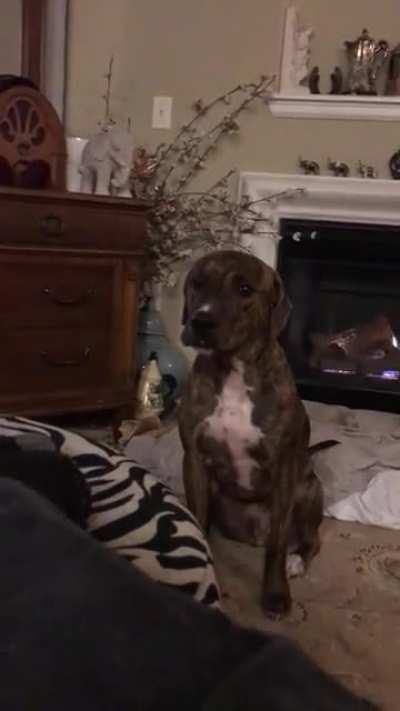 He ain&rsquo;t nuthn but a hound dog&hellip;