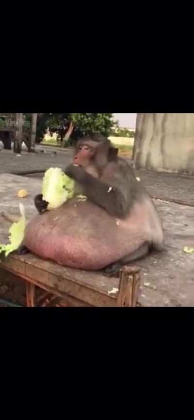 Monke