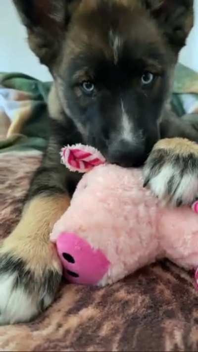 Nom