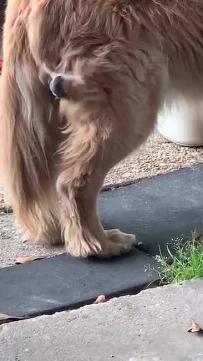 Brave birdie &ldquo;Lorax&rdquo; back for more! Rock doesn&rsquo;t care! 😁