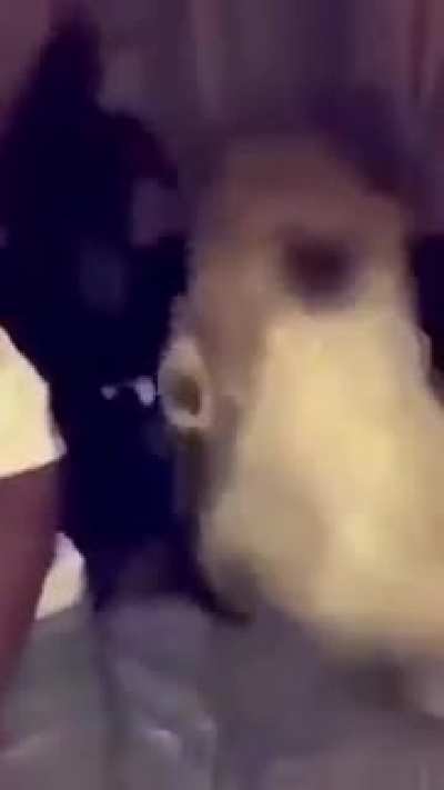 muca agressivo