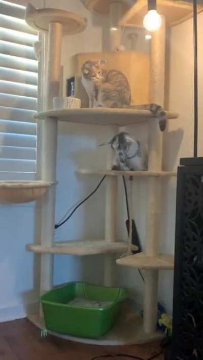 No matter how many times I tell her she&rsquo;s not a cat...
