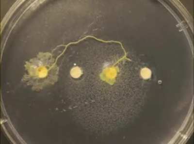 Slime Mold searching for food