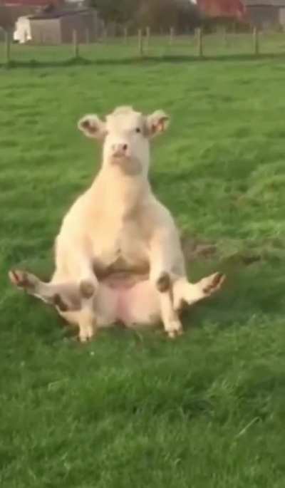 Cow&rsquo;s got all the right mooves
