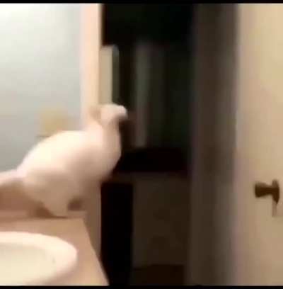 To... leap?