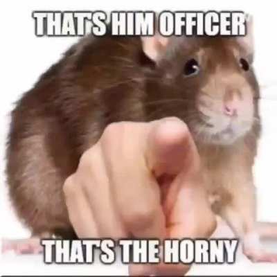 You horny ass bitch