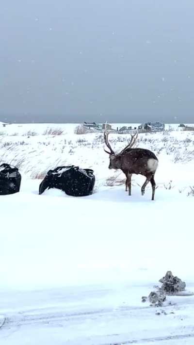 When a deer fight went wrong