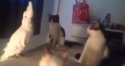 heh
