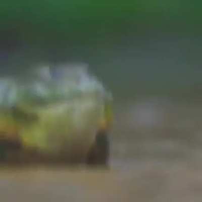 Frog enjoyers rise up