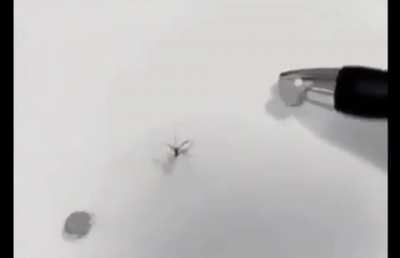 Frick you mosquito