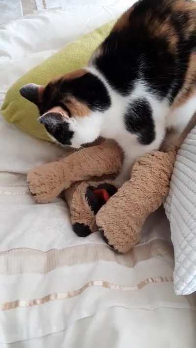 The routine of stuffed dog biscuits after lunch