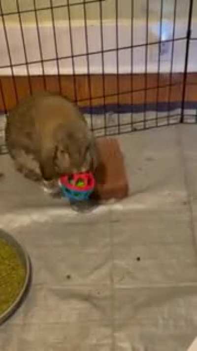 My boy Wicket having fun with his toy.