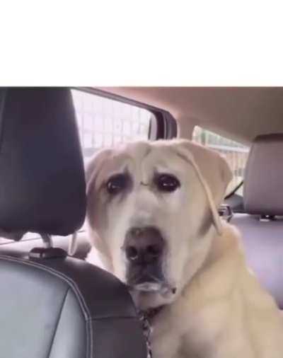 Chien/triste/tragique/voiture