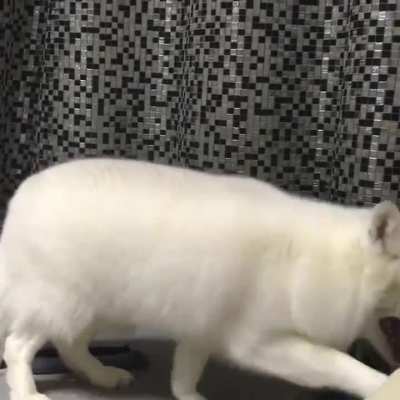 Yay foxxo does a foxxo bork!