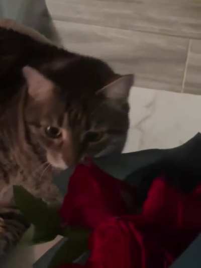 I just got rejected by my cat