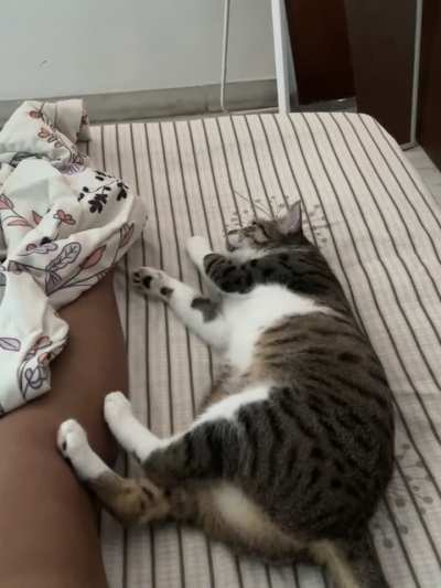 [OC] My cat, who doesn&rsquo;t like physical touch