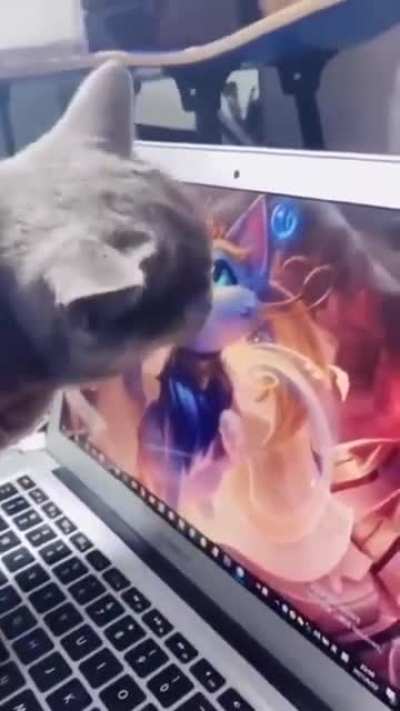 Losercity cat
