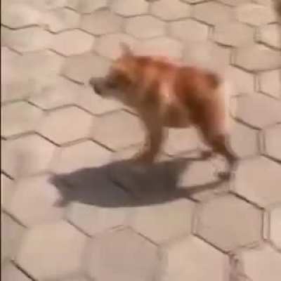 cachoro cururu