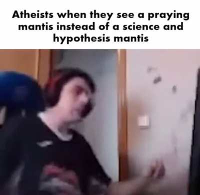 Insects
