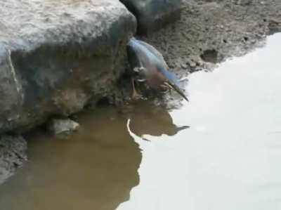 Bird using bread to catch a fish