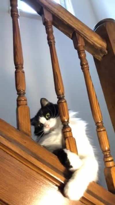 My derpy cat realising he&rsquo;s being watched and then pretending nothing happened 😂😂