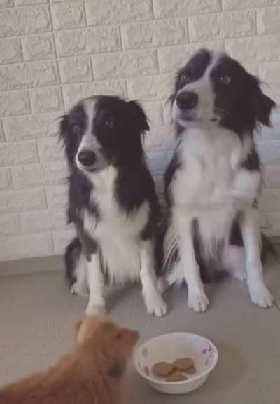 Going to try this with my dogs