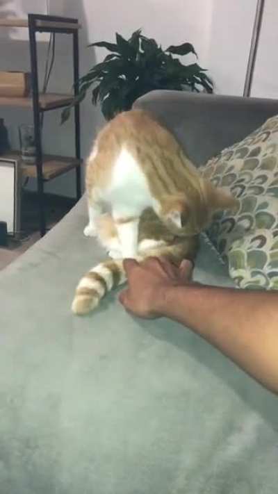 KittyyyAAAAHHHHH