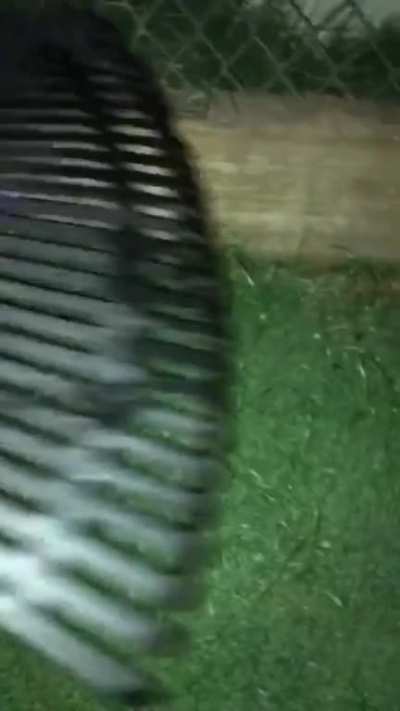 cursed_toad