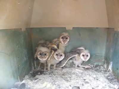 look at these cute barn owls :)