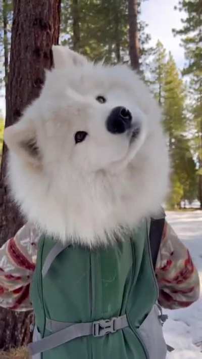 Hi