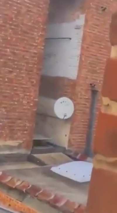 Releasing an injured pigeon